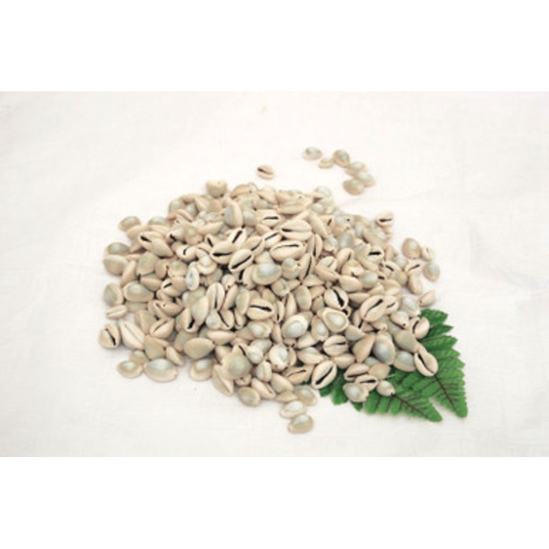 Kenyan Cowrie Shells: Uncut - 1 Kilo Bag