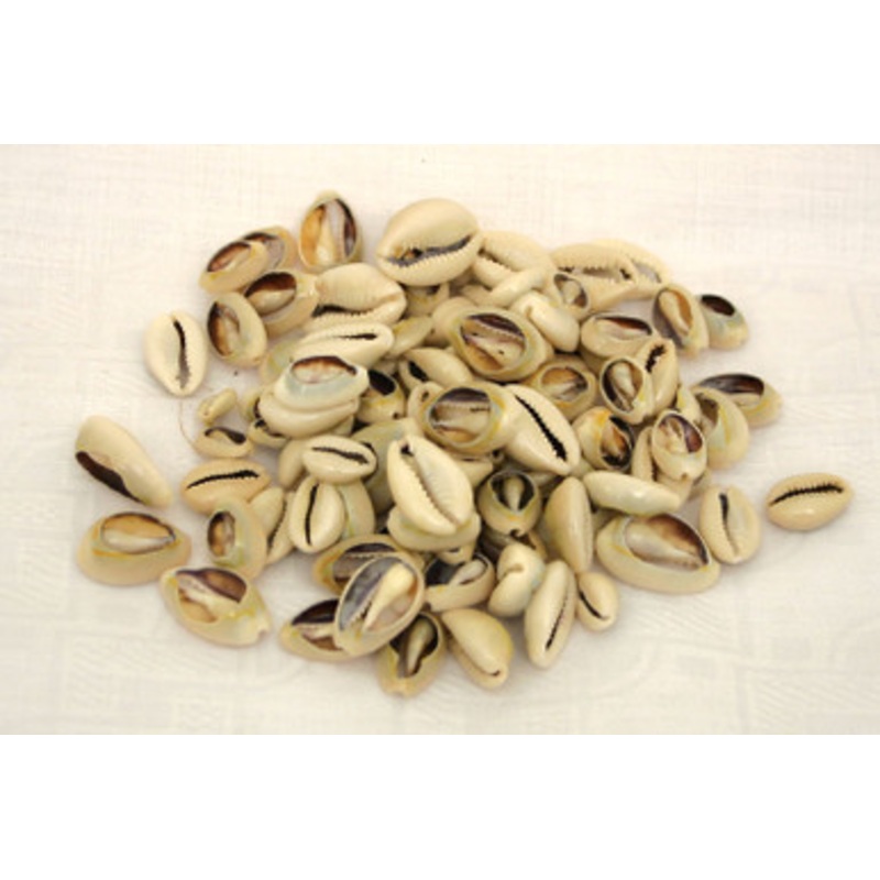 100 Cut & Polished Kenyan Cowrie Shells