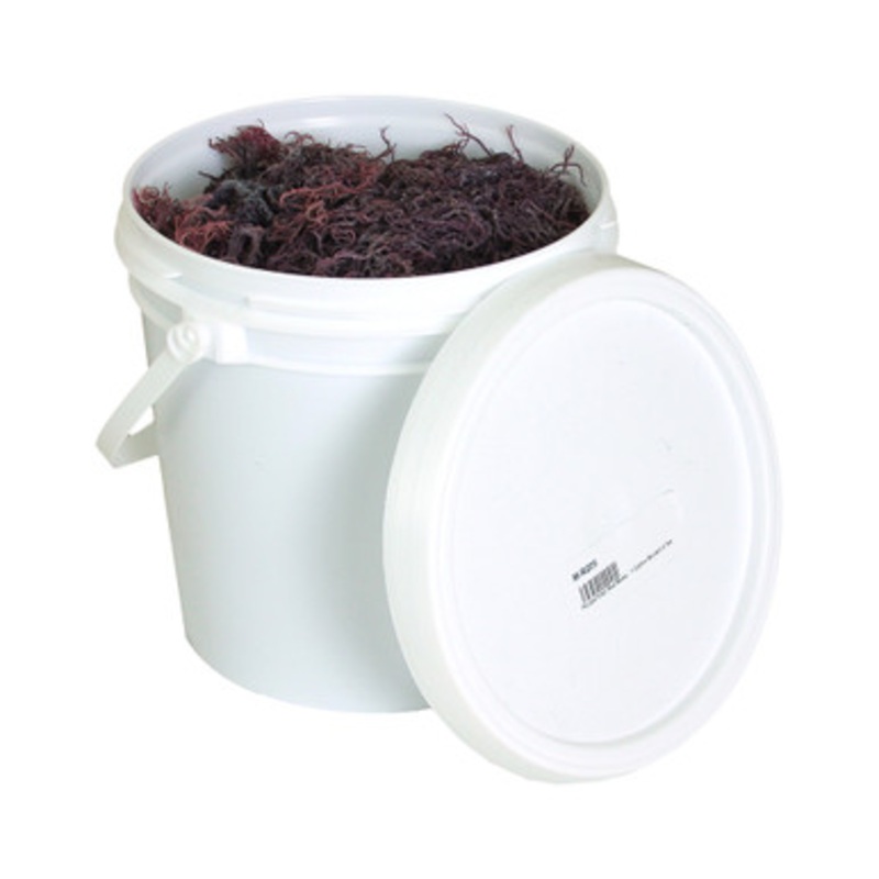 Purple Irish Sea Moss - 1 Gallon Bucket 2 lbs