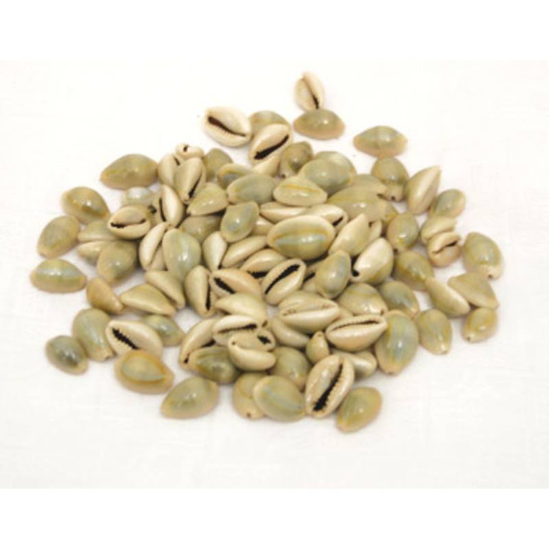 100 Uncut Kenyan Cowrie Shells