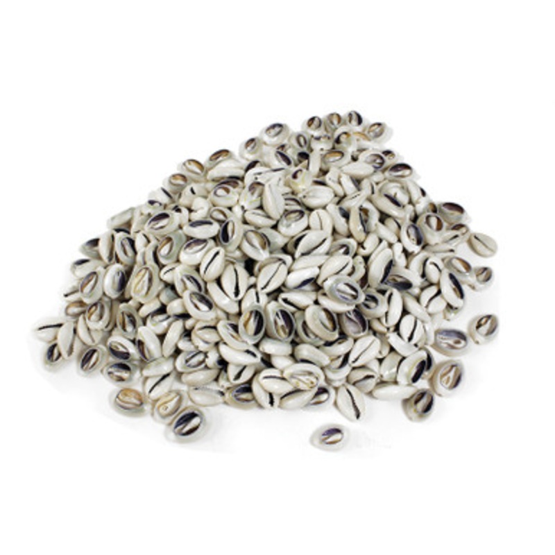 Kenyan Cowrie Shells: Cut - 1 Kilo Bag